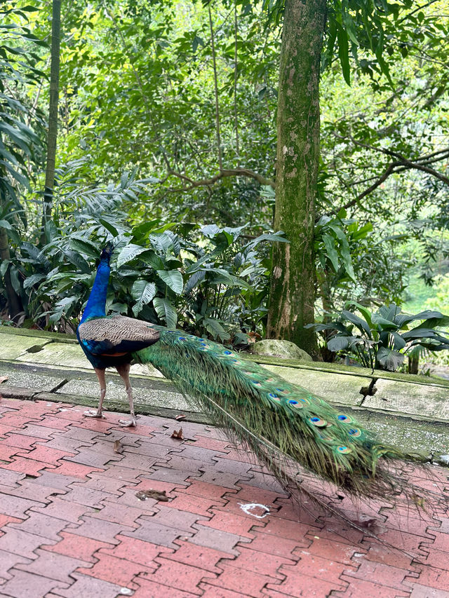 📍Kuala Lumpur Bird Park, Malaysia