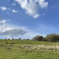 Beauties in the Bradgate park