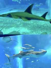 🇯🇵沖繩｜亞洲最大海水水族館看鯨鯊