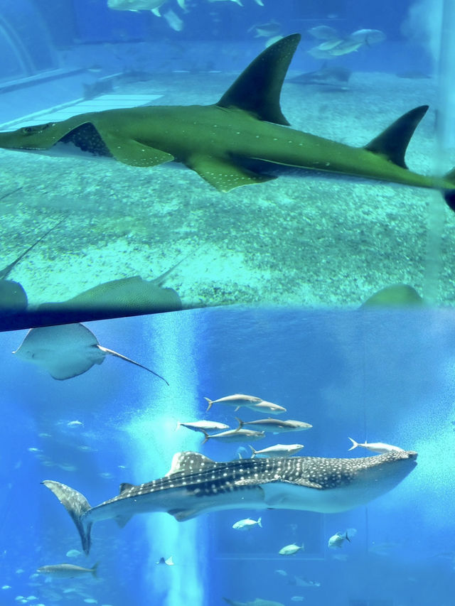 🇯🇵沖繩｜亞洲最大海水水族館看鯨鯊