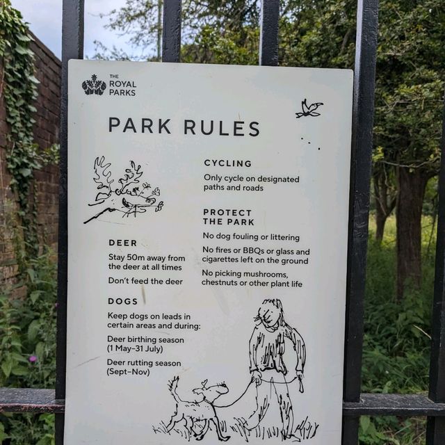 🦌 與自然親密接觸！英國Richmond Park的鹿群奇遇 🌳