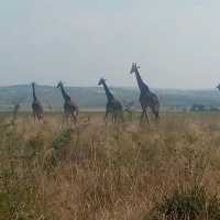 The best experience in Rwanda with 3Dreams Rwanda Safaris 