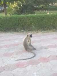 Mandore: The Historic Gardens of Jodhpur