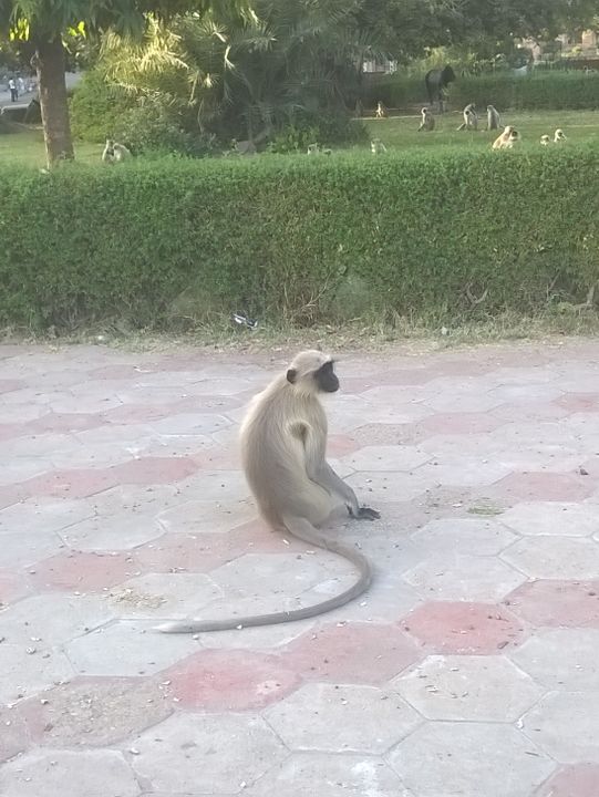 Mandore: The Historic Gardens of Jodhpur