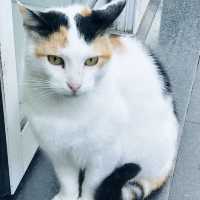 🤩Discover the paradise of cats  🐈‍⬛🐈‍⬛🐈‍⬛🇹🇷