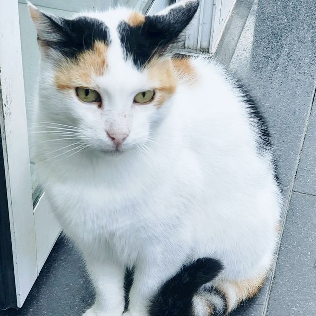 🤩Discover the paradise of cats  🐈‍⬛🐈‍⬛🐈‍⬛🇹🇷