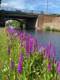 Art in Nature (Manchester)