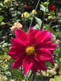 Beautiful flowers while staying in Panajachel
