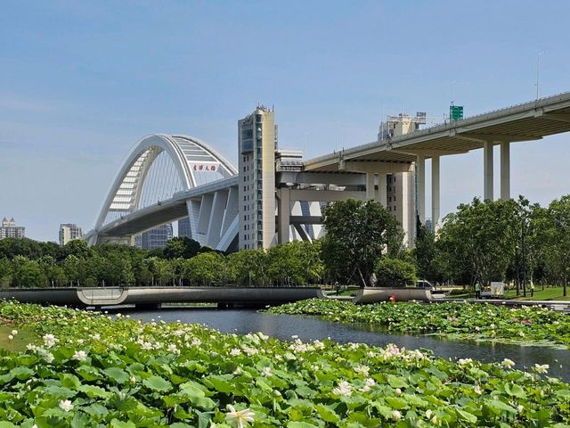 🇨🇳 중국 상하이 연꽃 명소 : 세계엑스포 문화공원