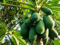 Exploring the Mekong Delta: A Peaceful Day in Cai Be Village