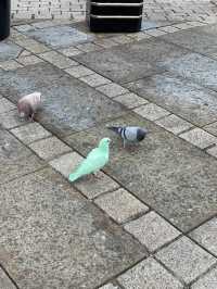 Green pigeon