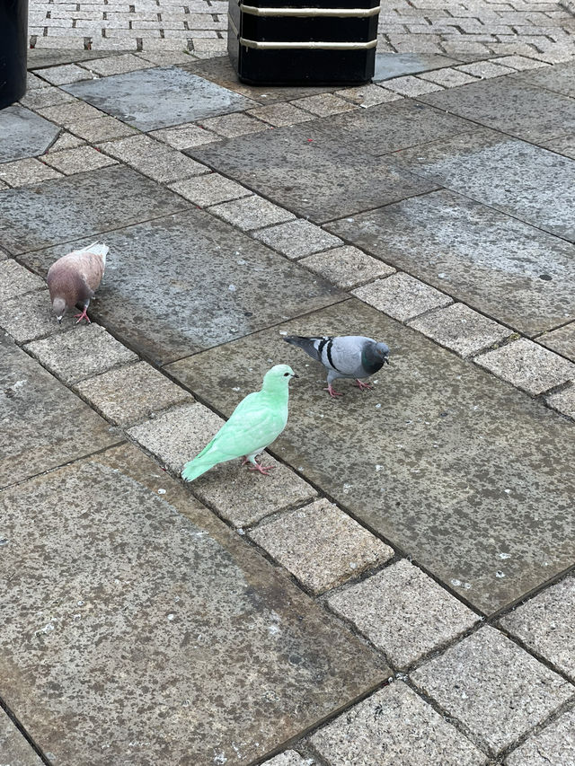 Green pigeon