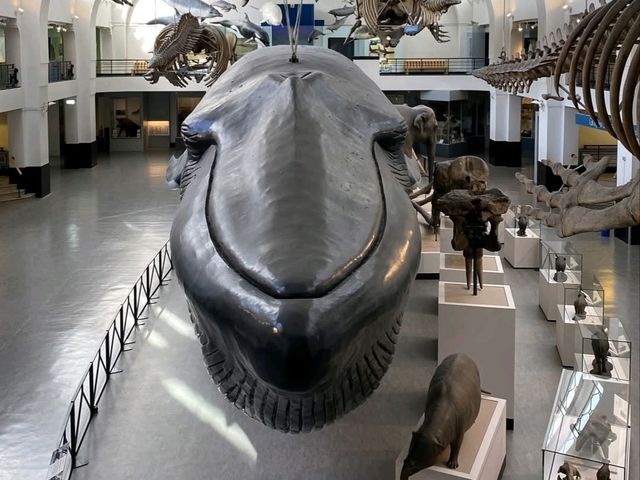 Top Attractions at the Natural History Museum, London 🦕