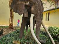 Wild Hearts & Golden Horizons: Fall Safari in Kenya