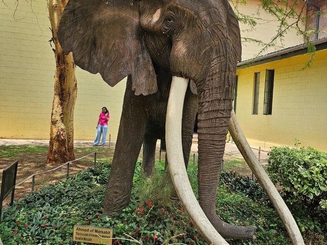 Wild Hearts & Golden Horizons: Fall Safari in Kenya Wild Hearts & Golden Horizons: Fall Safari in Kenya