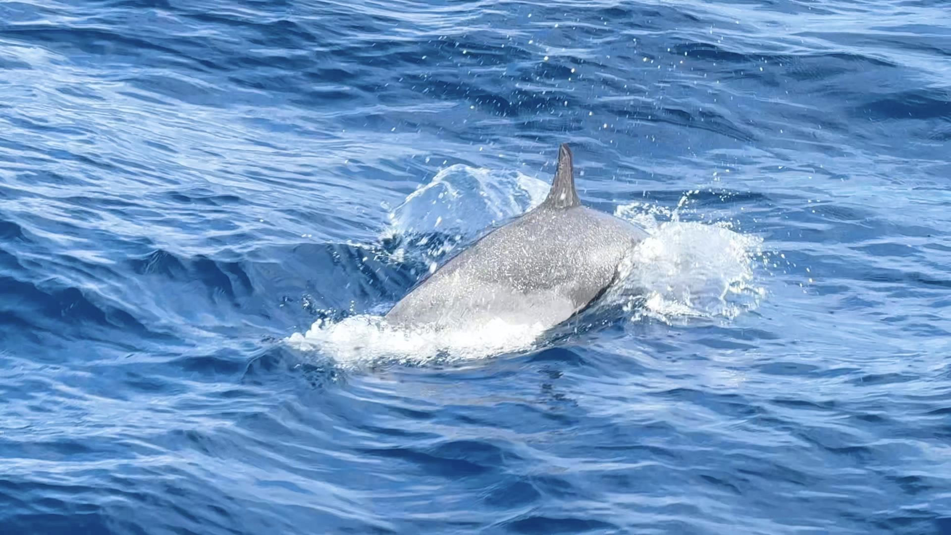 จองตั๋วดูวาฬกับ Hualien Whale World ผ่าน Trip.com ได้สัมผัสความงามของมหาสมุทรแปซิฟิกและเซอร์ไพรส์จากน้องโลมา