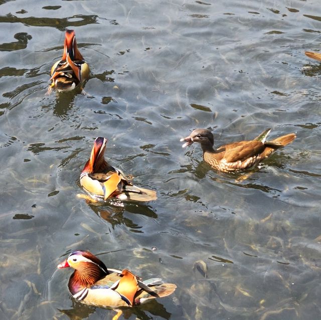 Ducks!!! 🇨🇳 Hangzhou West Lake