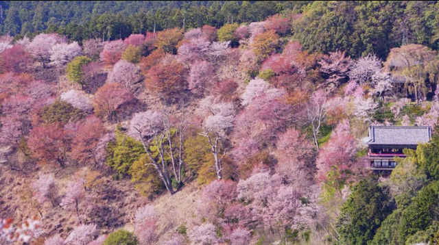 Recommend two Japanese cherry blossom viewing spots.