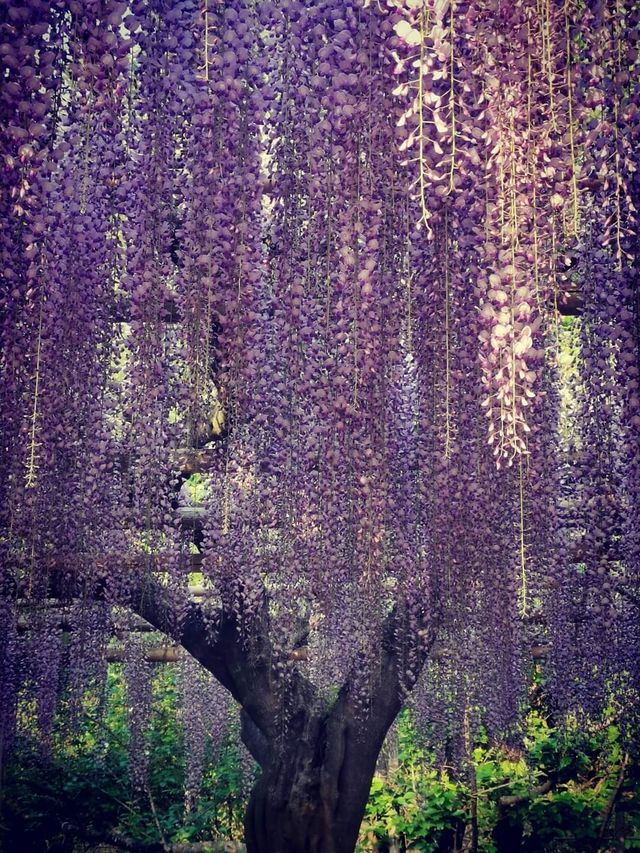 One of Japan's famous flower viewing spots | Ashikaga Flower Park