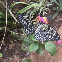 Butterfly Sanctuary in Bohol 🇵🇭