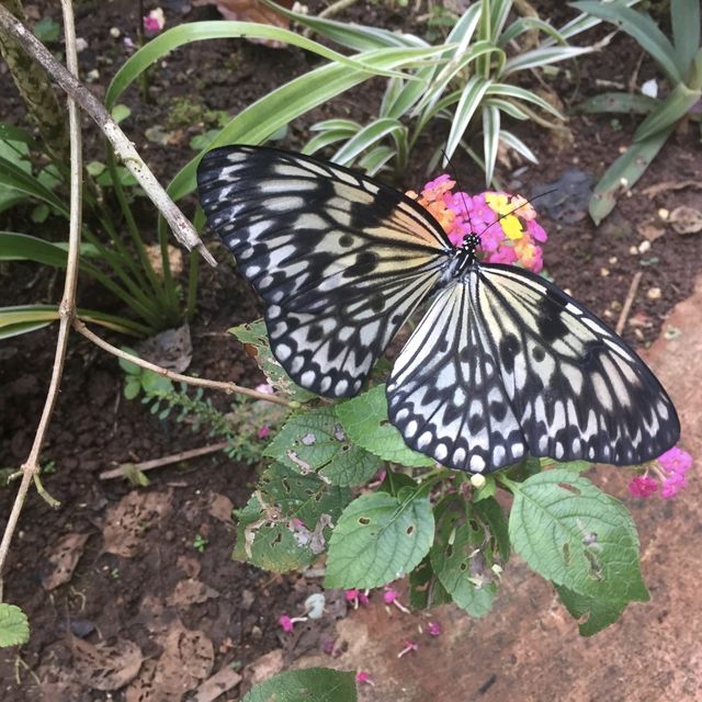 Butterfly Sanctuary in Bohol 🇵🇭