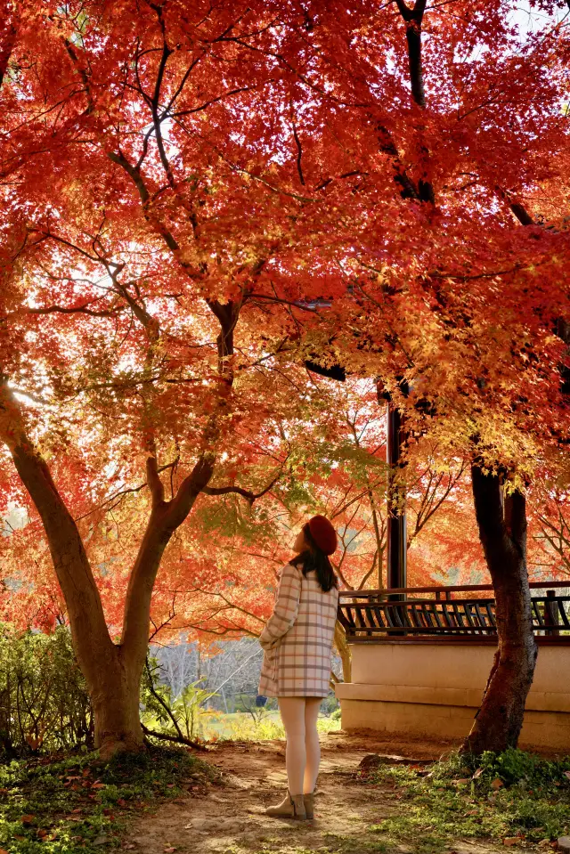 It's not Kyoto! It's Nanjing! The breathtakingly beautiful red maples