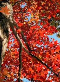 熹微日光滤過晨霧暈染一片紅楓天平山秋日楓紅海洋！