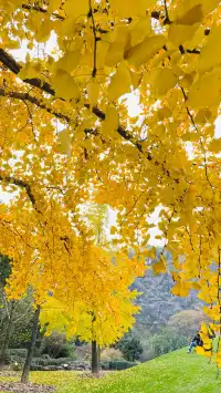 這不是瑞士!這是在上海!