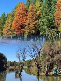 海洪濕地最浪漫的紅杉林，已成為滇池北岸最美的風景線