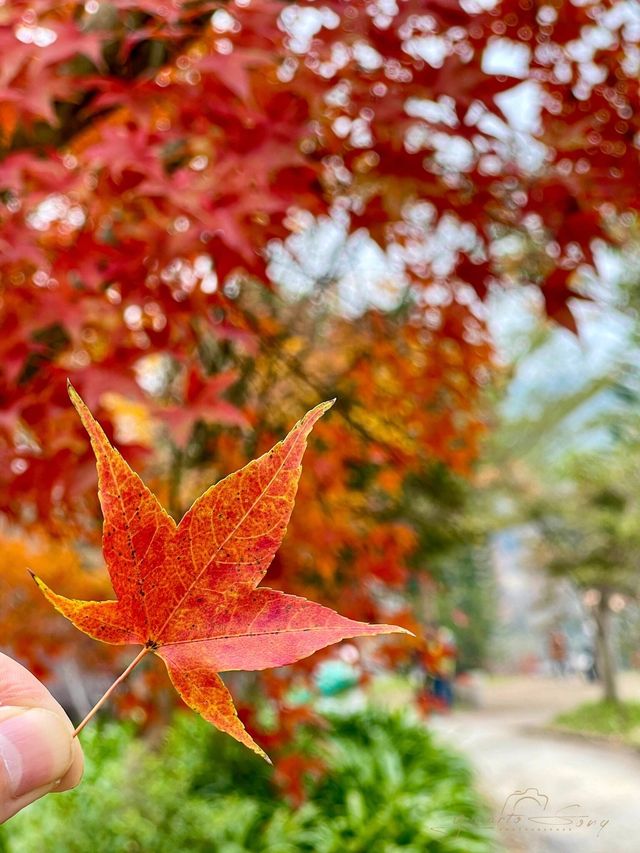 發現廣東醉美賞楓地!錯過等一年!居然在清遠發現了這個小眾絕美