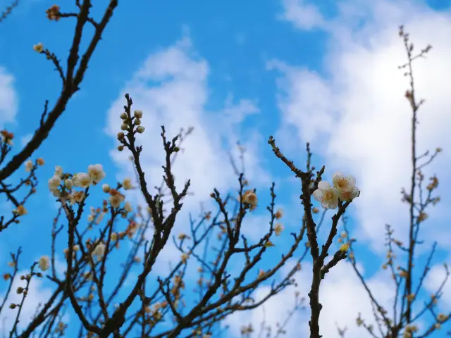 It's "snowing" in Guangzhou, a white romance of Guangzhou's winter