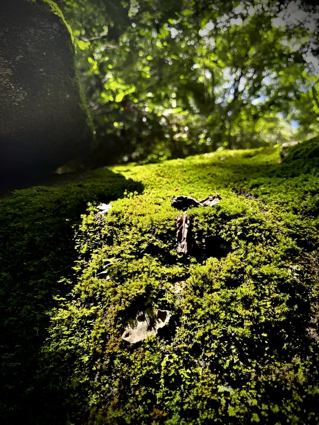 一週間に一つの山|ラマのゴルジュは告白するのに適した場所です