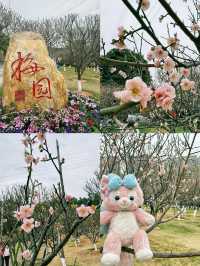 深圳梅園梅花滿山的梅花太美了
