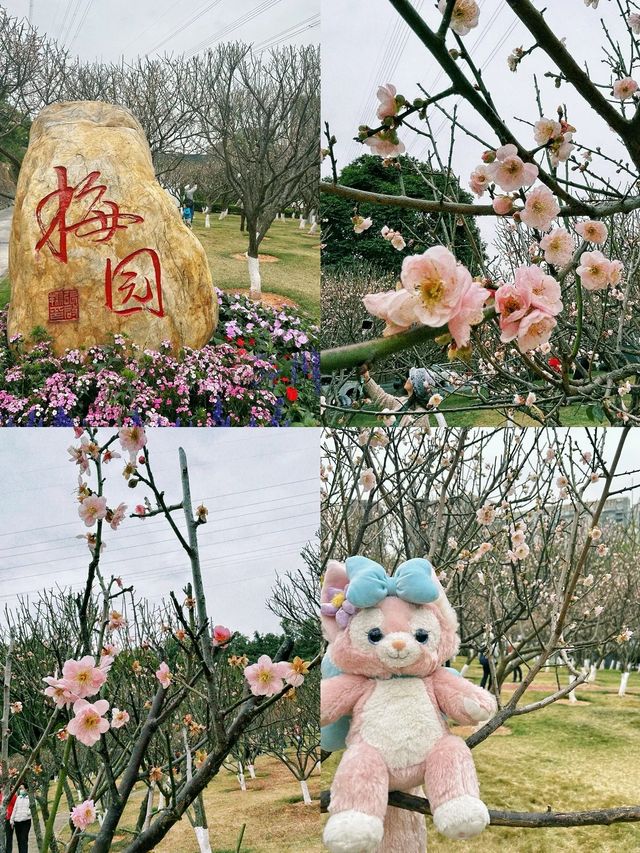 深圳梅園梅花滿山的梅花太美了