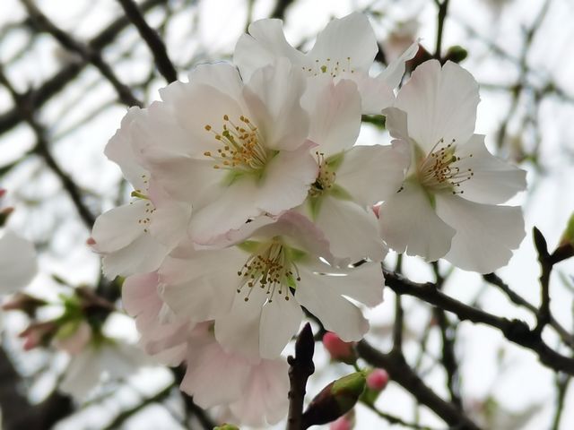 大屏山賞花季