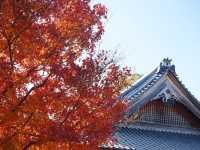 打卡京都圓光寺