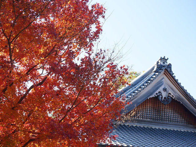 打卡京都圓光寺
