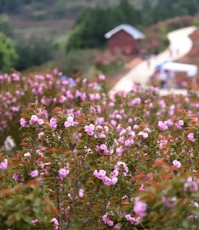 浪漫三月天，只能錯過花熳天下的盛開櫻花