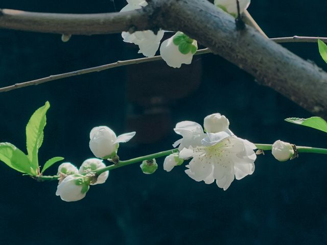 烏山風景區，賞花好去處