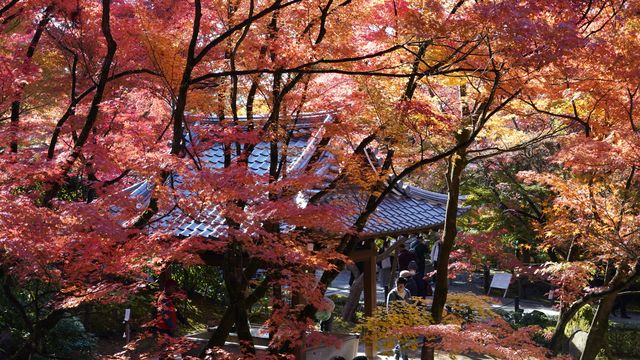 京都頭牌紅葉賞秋名所