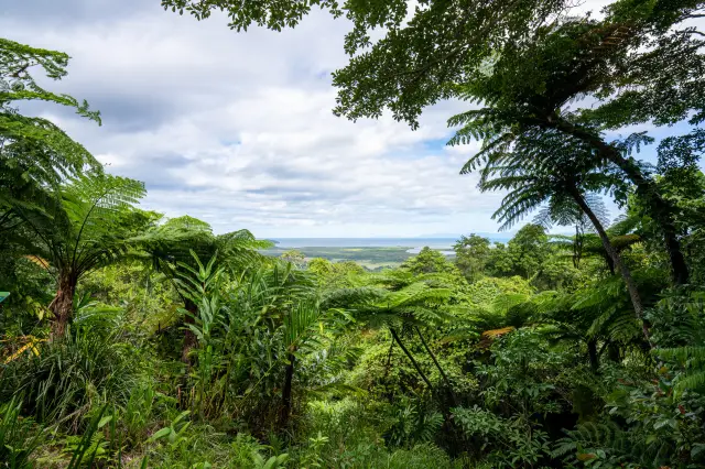 습열대 우림의 진화, 케언즈에서 세계 자연 유산을 탐험하다