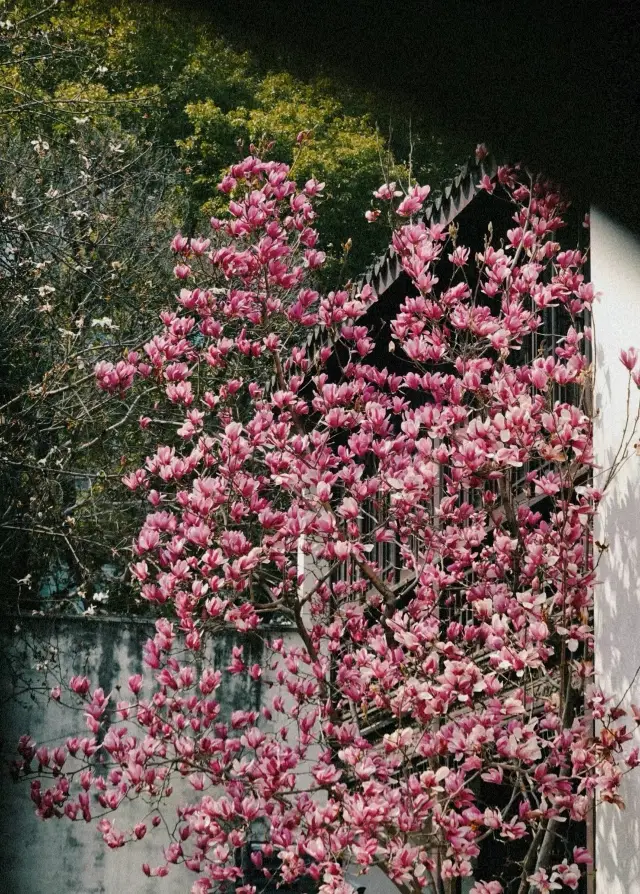 Wuxi | The red romance hidden in the alley of the small building