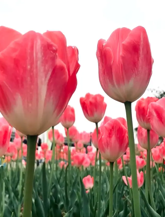 宮崎駿の漫画に迷い込んだかのようなチューリップの花海は本当に写真映えします