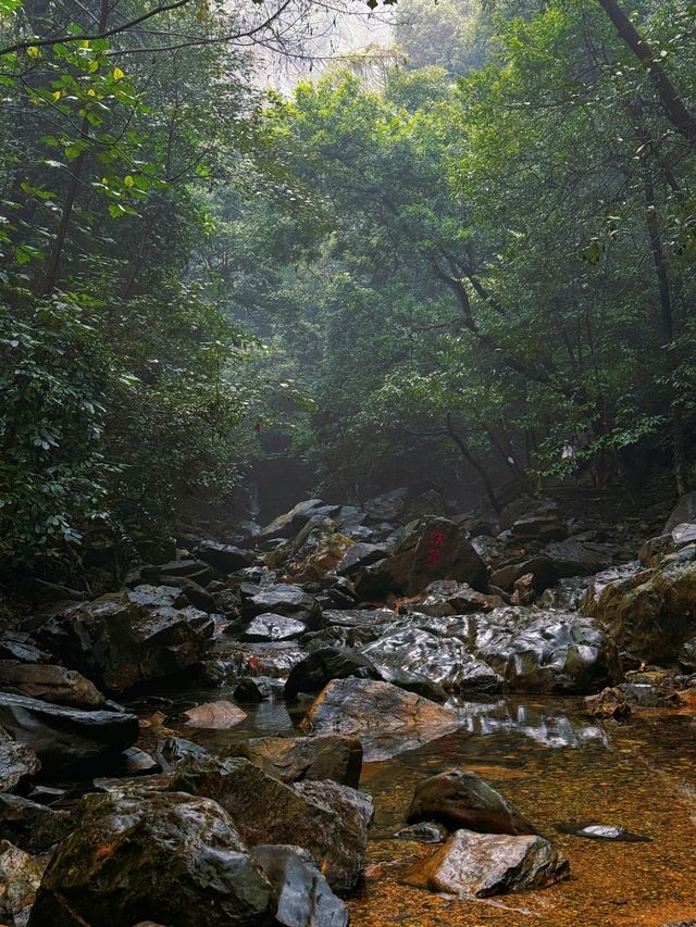 綠野仙踪：鼎湖山，自然愛好者的天堂！