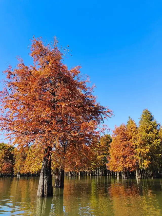 最もオレンジ色と緑色の時｜杭州の青山湖の水上森林