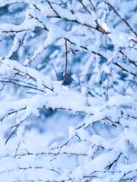 川西厄爾納溝‖南方小土豆的冰雪童話世界