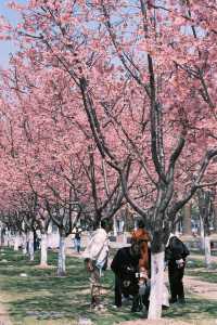 寧波這裡的櫻花驚豔了一整個春天