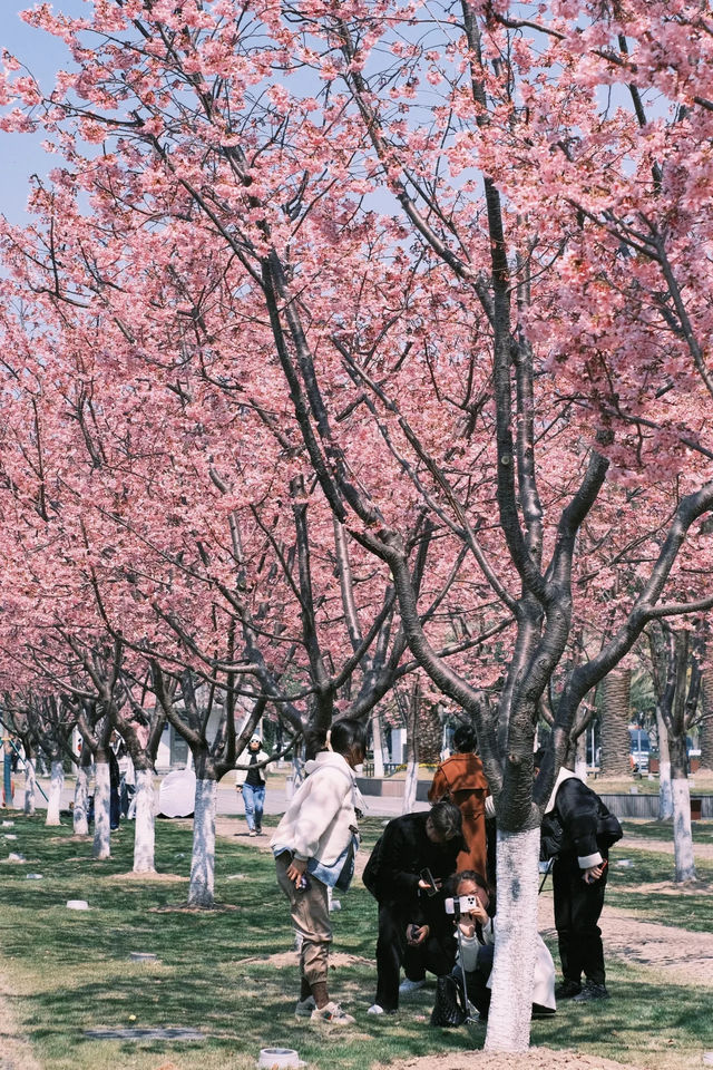 寧波這裡的櫻花驚豔了一整個春天