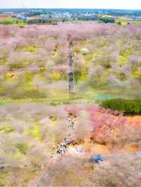 武漢超大面積櫻花海 | 就在江夏，無門票!!