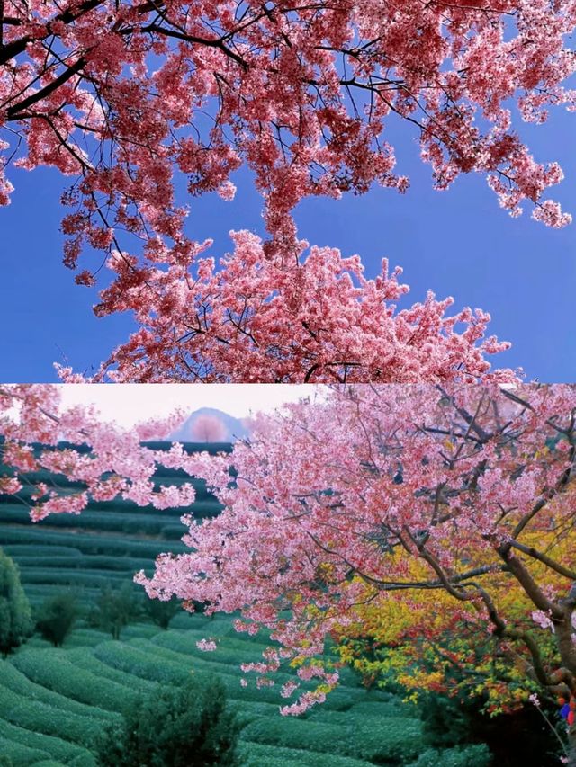 別去日本看櫻花了，來這裡吧，也很美